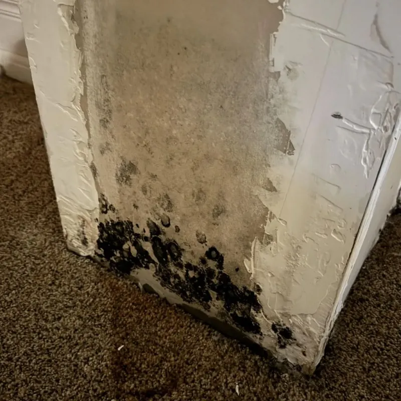 Professional Mold Removal in Morgan, UT